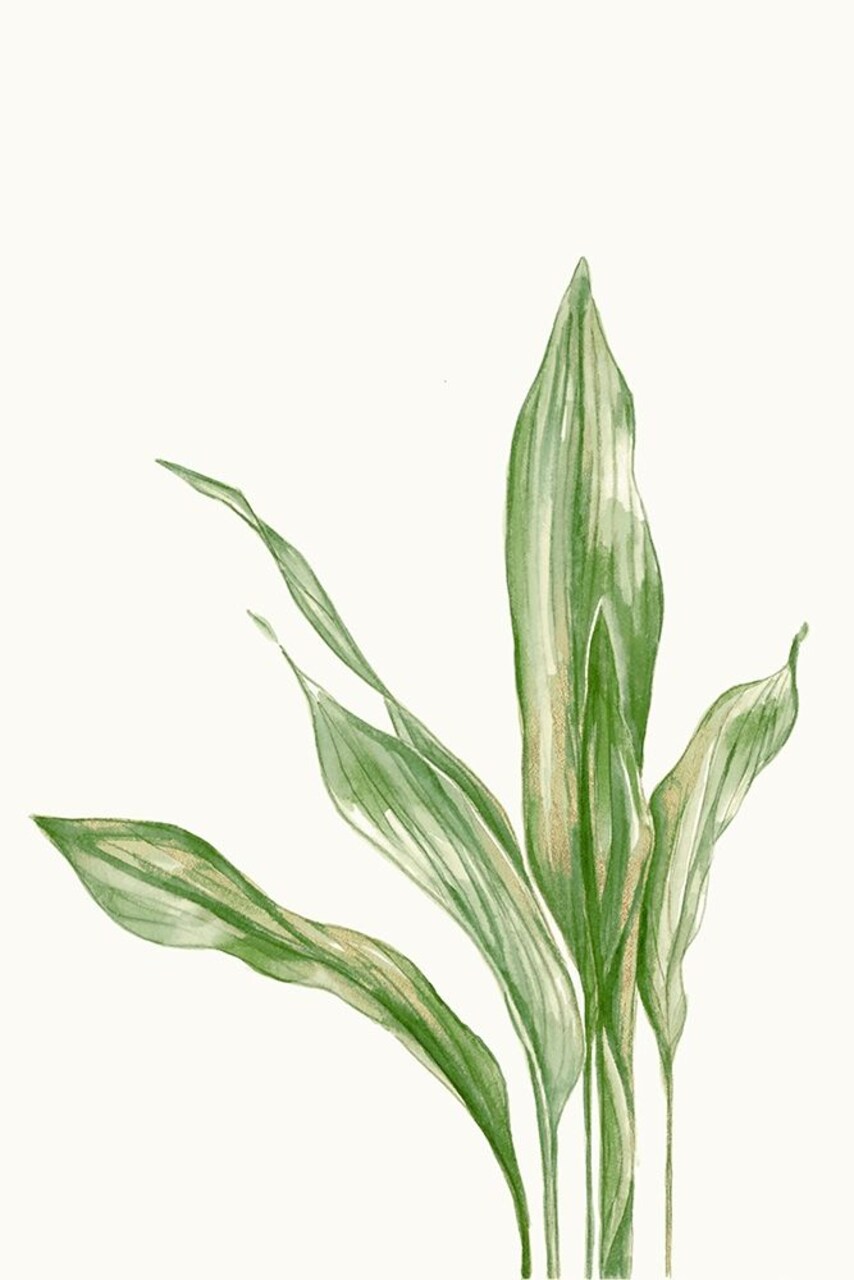 Aspidistra Variegata II by Errico and Slyp - Item # VARPDXBP028A
